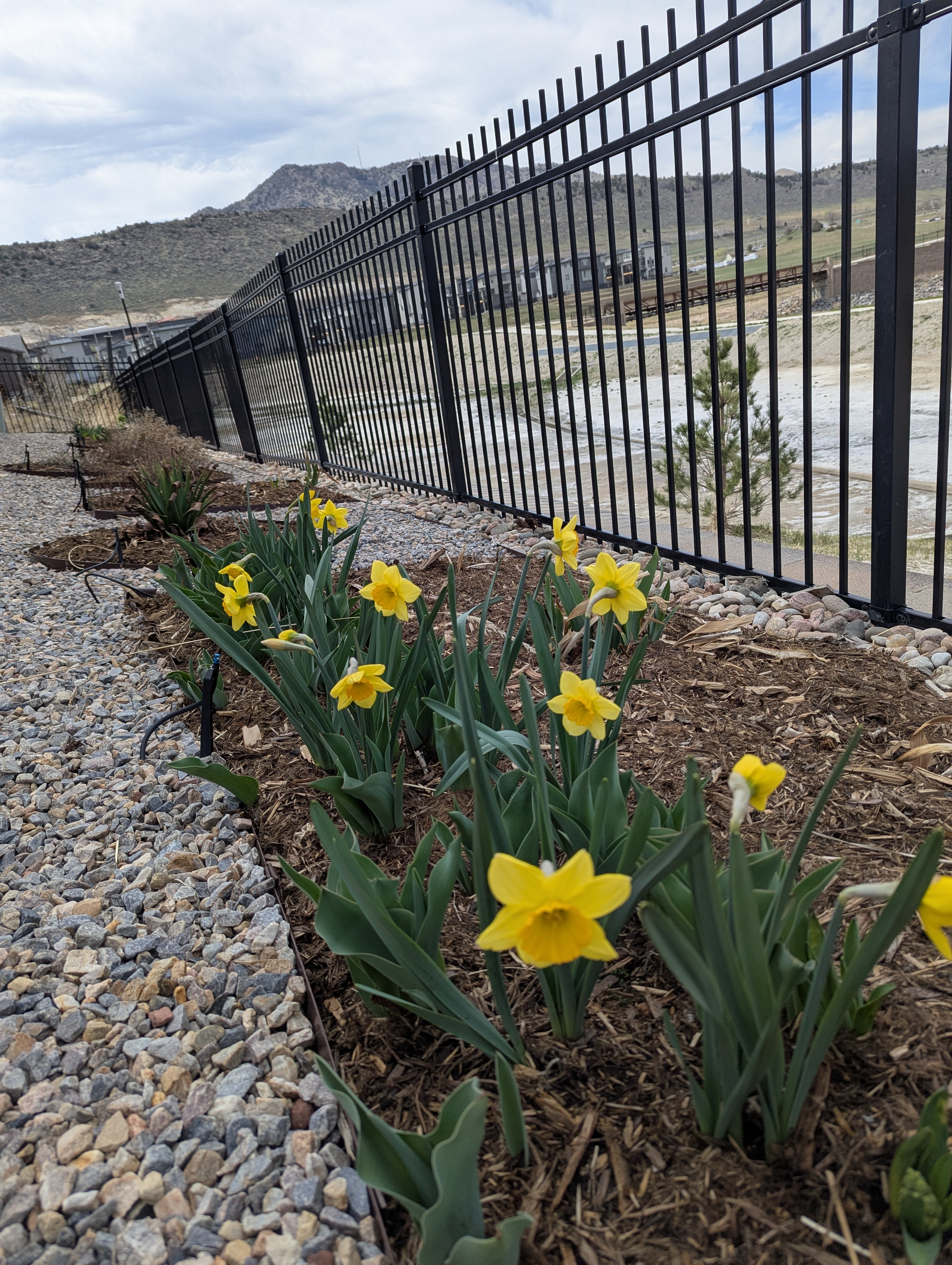 Garden, Flowers, Morrison, Colorado